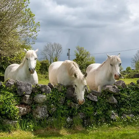 Luxury Apartment, Apartment