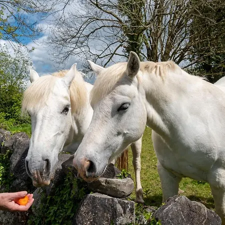 Luxury Apartment, Galway