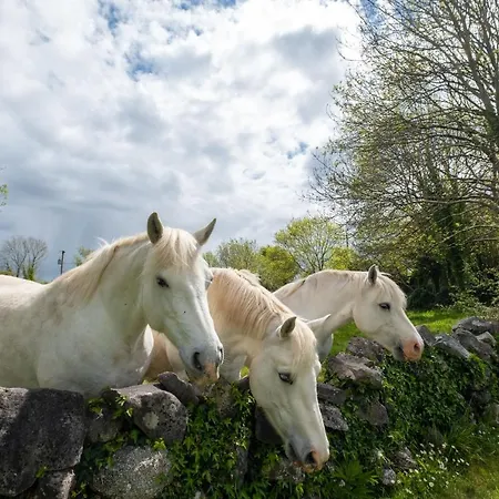 Luxury Apartment, * Galway