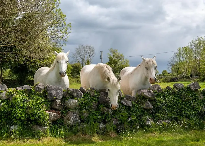 Luxury Apartment, Appartamento