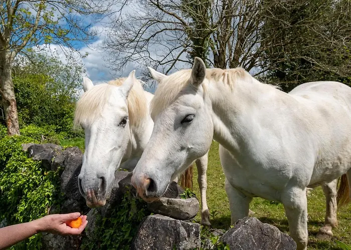 Luxury Apartment, Galway