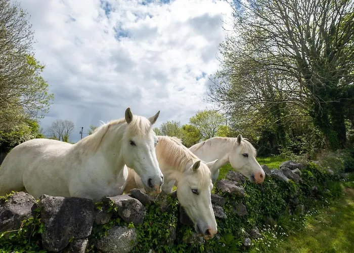 Luxury Apartment, * Galway